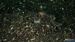 Flathead Flounder

Canon Powershot S100 
Fisheye Fix S... by Irwin Ang 